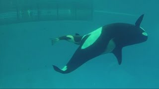 Amazing video captures birth of SeaWorld's last captive orca