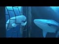 'Finding Dory' (2016) Official Clip 'You're a Beluga'