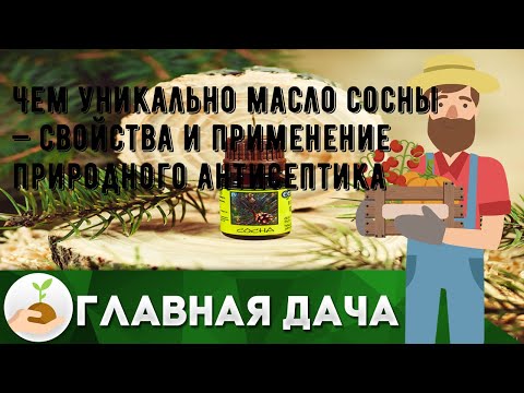 Чем уникально масло сосны — свойства и применение природного антисептика