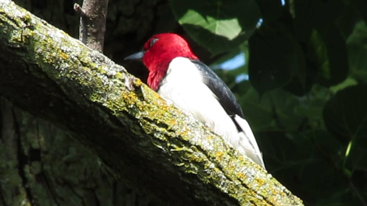 Red Headed Woodpecker