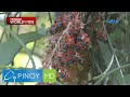 Dalawang taong gulang na bata, nasawi matapos daw malason ng isang halaman? | Pinoy MD