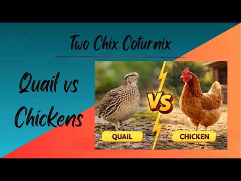 Quail VS Chickens