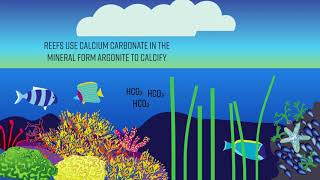 How Ocean Acidification affects Sea Life - Animation