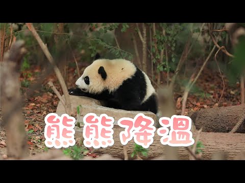 《熊貓早晚安》大熊貓防暑降溫的方法 | iPanda熊貓頻道