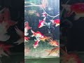 goldfish how satisfaction to watch 🐟.#shorts #shortvideo