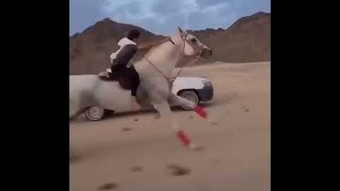 Fastest horse in the world