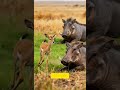 Not all heroes wear crowns… some have tusks. 🐗❤️ Subscribe for more wild stories
