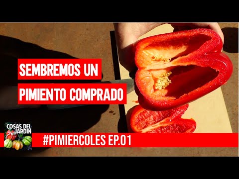 Video: Pimientos búlgaros, cultivándolos en el jardín