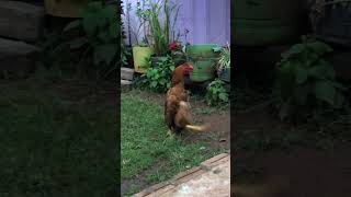 Chicken with Unusual Walking Pose & Pattern