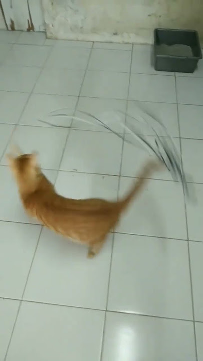 Muter-muter Sampai Pusing #kucing #kucinglucu #cat #catlover #funnycat #short