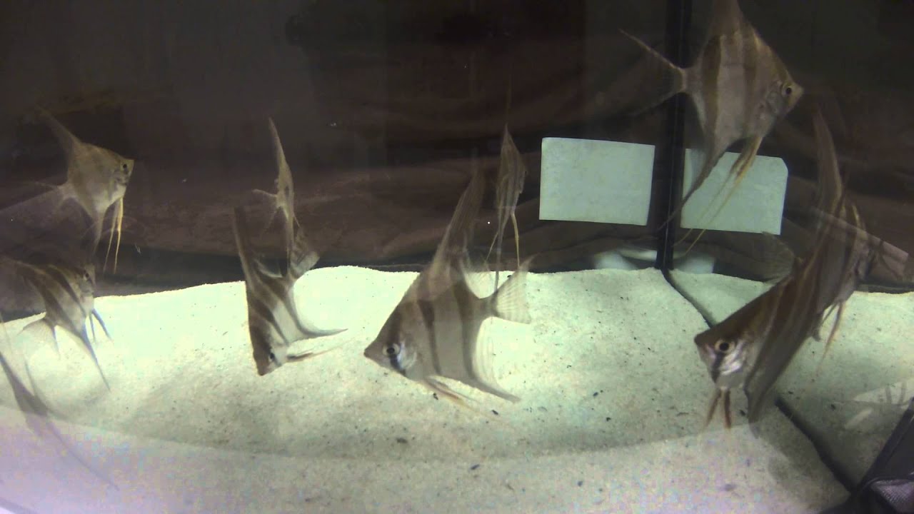 atabapo pike cichlid for sale Wild Atabapo Altum