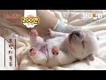 나는 태어난 지 13일 된 프렌치불독 새끼다 [애니멀봐 나새끼 13호] l I’m A 13 Day Old French Bulldog