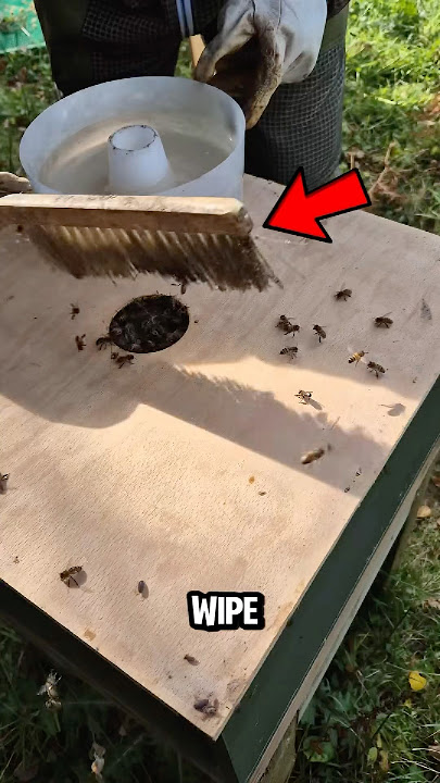 This One Mistake can Destroy an Entire Beehive