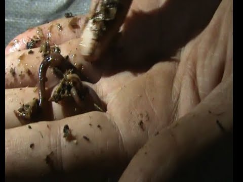 تدوير المخلفات مكافحة الافات دود الكمبوست ريد وجلر تيجر اروبى زاحف افريقى الهندية الزرقاء