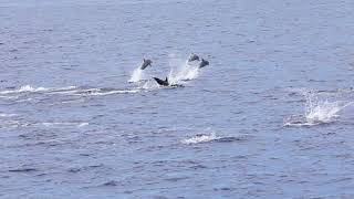 Spinner Dolphin Pod 11/19
