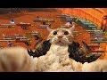 Один в поле на хардкоре! Эпический PvP-гайд по Прото Воину WoW 3.3.5a