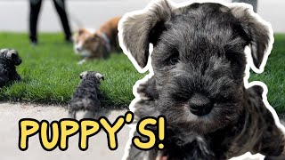 7 WEEK OLD PUPPIES MEET SHETLAND SHEEPDOG