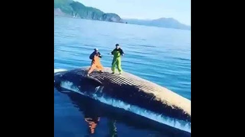 Men dancing on top of a Dead Whale
