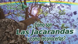 Descripción Morfológica de LA JACARANDA MIMOSIFOLIA