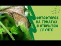 Фитофтороз  на томатах в открытом грунте