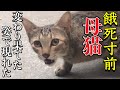 【現在この母猫は子猫と共に家で保護してます】子猫を託しに来る,威嚇する母猫,が食べ物を求めに来た！子猫は連れて来ずに…