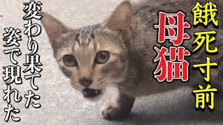 【現在この母猫は子猫と共に家で保護してます】子猫を託しに来る,威嚇する母猫,が食べ物を求めに来た！子猫は連れて来ずに…