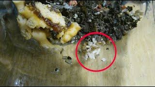 Ants Evacuate Pupae Timelapse