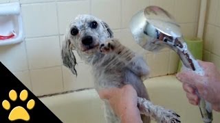 Dogs just don't want to bath - Funny dog bathing compilation