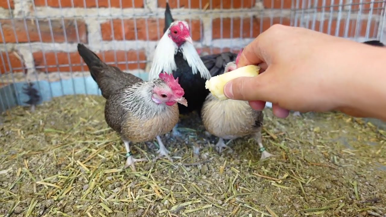 cuando comen esto los kikirikis se ponen de buen humor