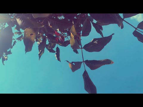 HAKUMBA - Kaktusz