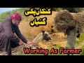 Lifes first experience as farmer    traditional way of cutting weat in mini london  vlog