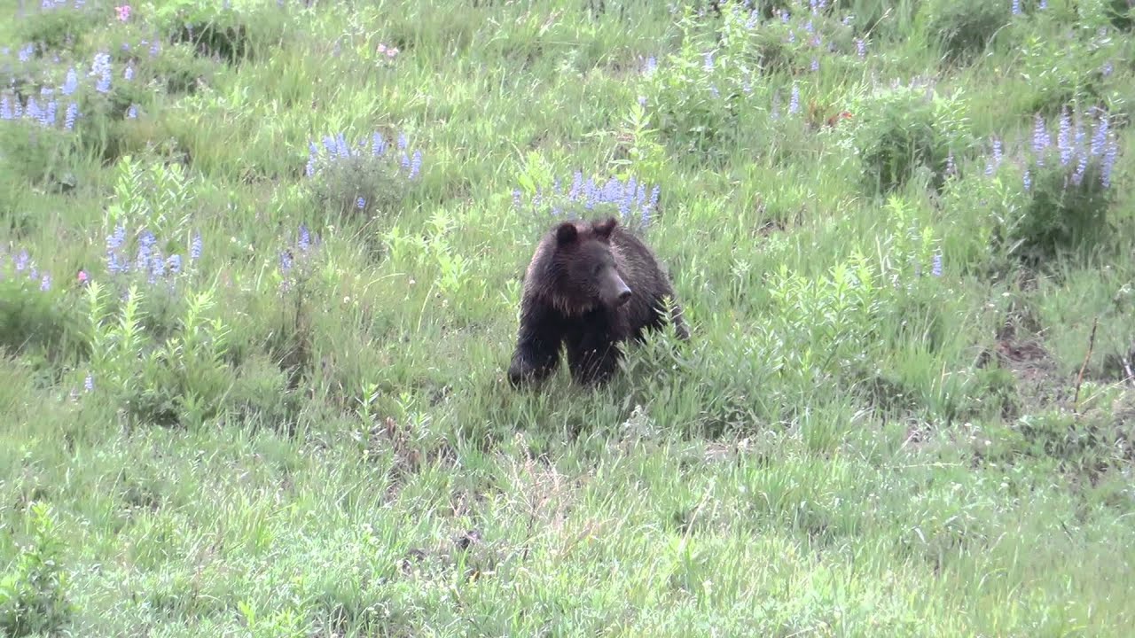First Grizzly Bear Sighting YouTube