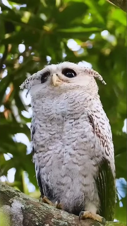 Trap a White Owl Behind the House #owl #owl #trap #bolang #sibolang #drama