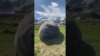 Everyone wants to see this sneezing seal 😍😍 #animals #seal #cute #cuteanimals #fyp #shorts