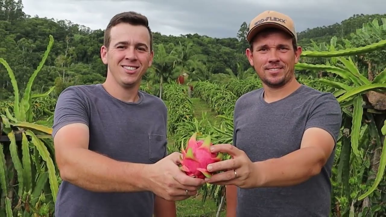 Em Morrinhos do Sul, uma família investe na cultura da pitaia - Rio Grande Rural