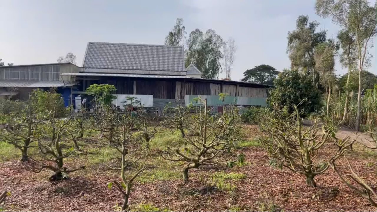 Săn mai ll anh em có nhu cầu bán mai Lh:0964.547.548