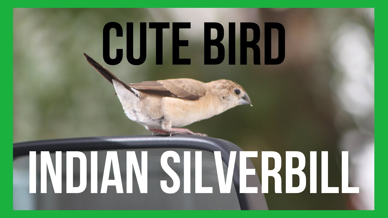Cute Bird Indian Silverbill