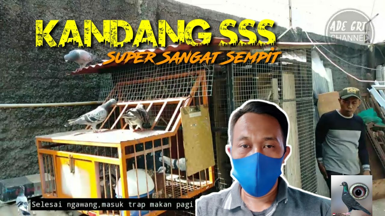 Kandang merpati pos (Sss) 
