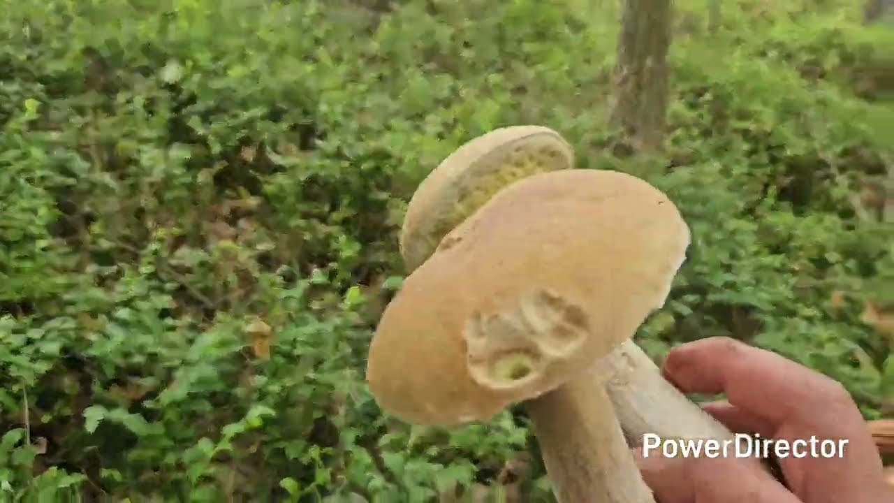 Prawdziwkowe szaleństwo -nie liczyłam na aż takie zbiory 