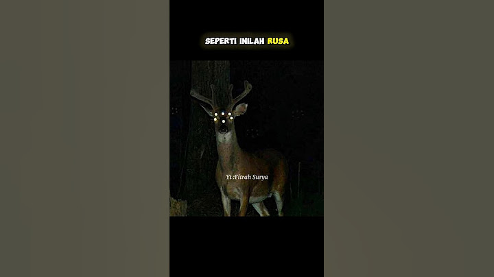 HEWAN SERAM KETIKA MALAM HARI #fitrahsurya #facts