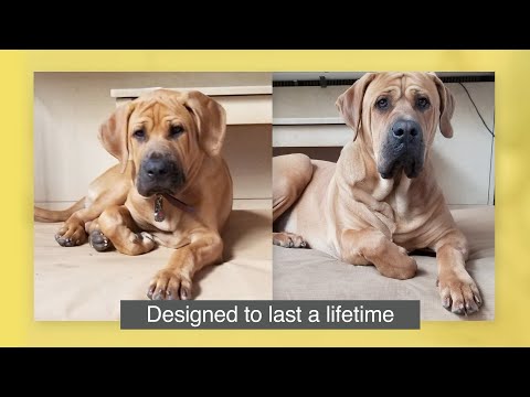 k9 ballistic chew proof elevated cot