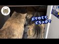 勝手口に母猫とはぐれた野良子猫!ママと間違えて助けを求めて来た!?