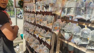 Local Fish Market Philippines W English Subtitle