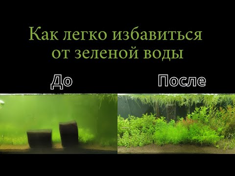 Как быстро справиться с зеленой водой