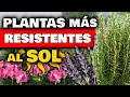 TOP 5 PLANTAS MÁS RESISTENTES al SOL DIRECTO y CALOR | Huerto Urbano | Huertas Urbanas y Jardín