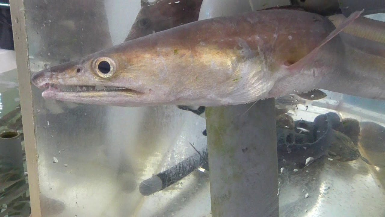 アナゴとハモ 見分け方知っていますか 食べることはあっても まるっぽで生きているのは見ないかも 釣太郎ブログ