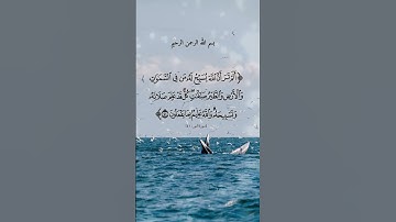 سورة | النور | الآية ٤١