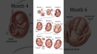 Baby development inside the womb during pregnancy😳 #trending #foryou #ytshorts #medical #memes #yt