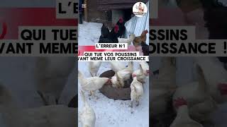 L’erreur N°1 qui tue vos poussins avant même leur croissance !