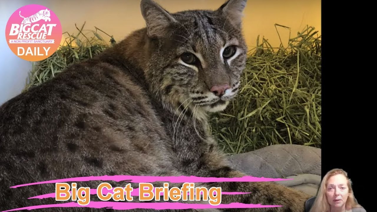 leopard print Big Cat Rescue Flash Briefing 09 23 2019
